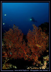 Diving the Maldives... :O)... by Michel Lonfat 